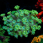 Oddish Goniopora Coral with flower-like polyps in reef aquarium