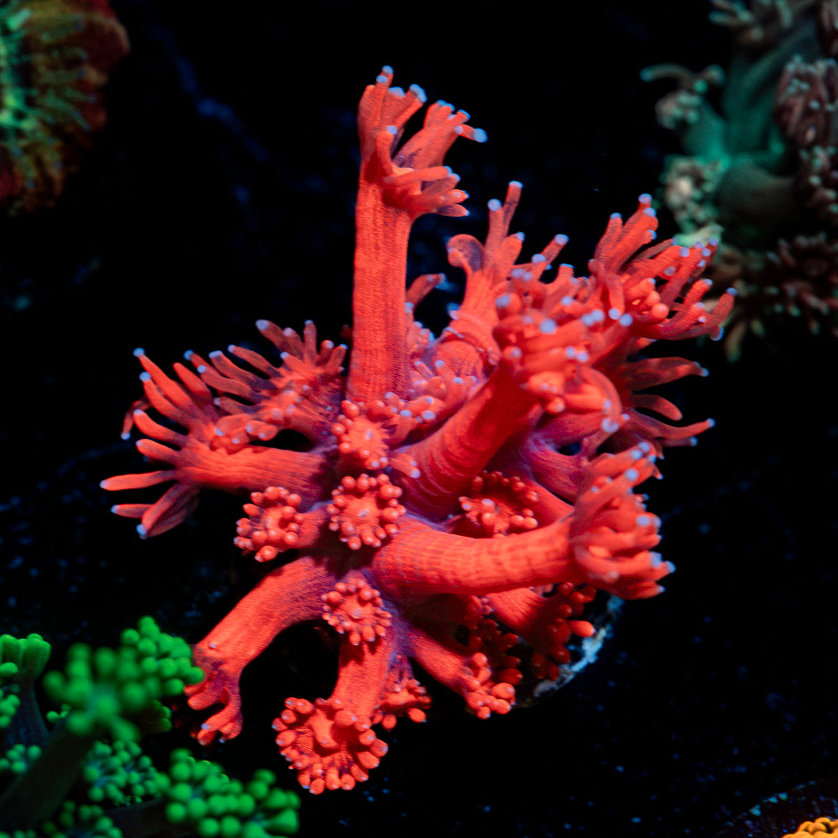 Red Bull Goniopora Coral with flower-like polyps in reef aquarium