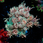 Forbidden Fruit Goniopora Coral with flower-like polyps in reef aquarium