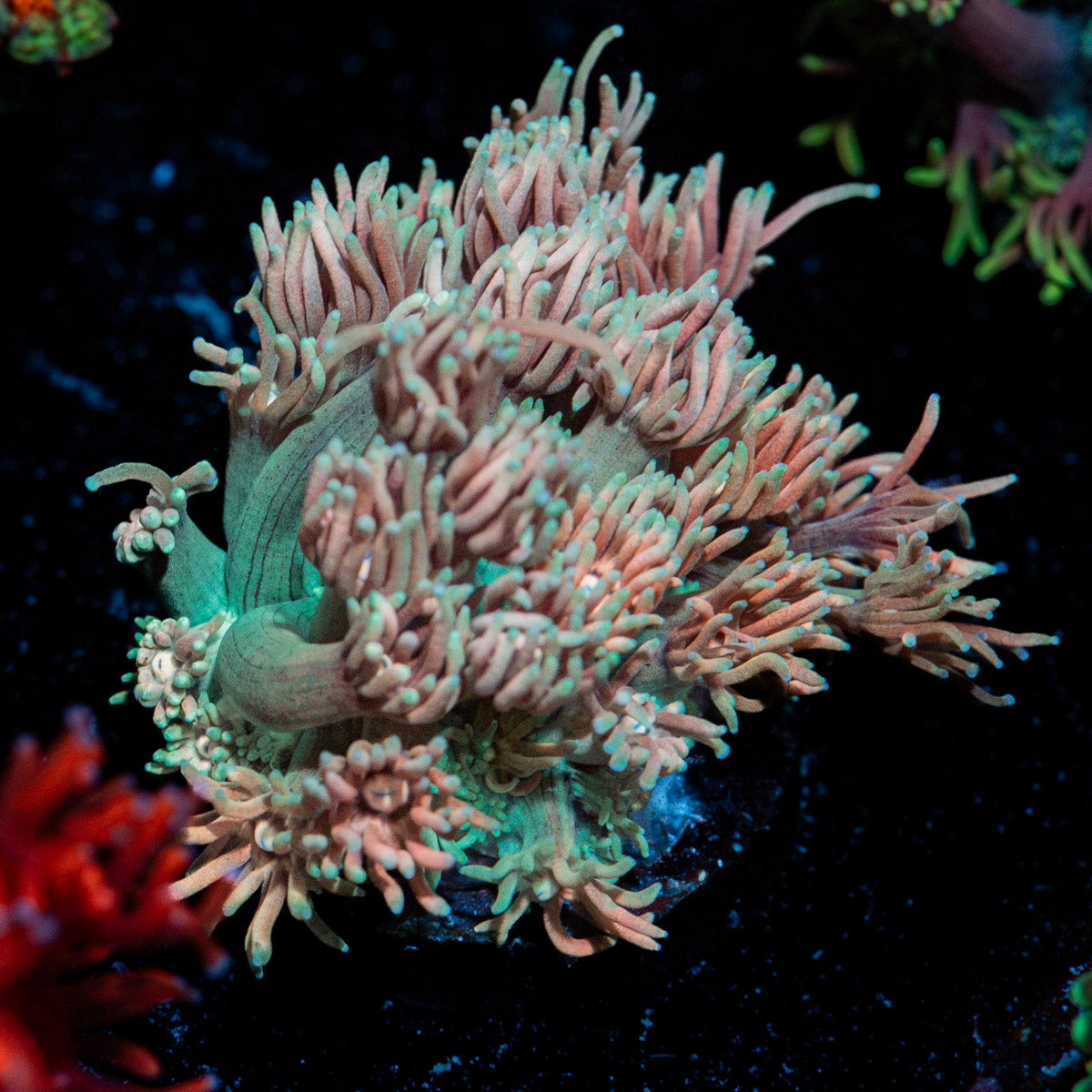 Forbidden Fruit Goniopora Coral with flower-like polyps in reef aquarium