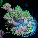 Majin Boo Goniopora Coral with flower-like polyps in reef aquarium