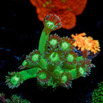 Bubble Toes Goniopora Coral with flower-like polyps in reef aquarium
