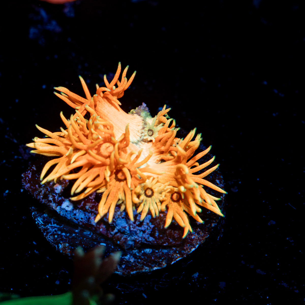 Lola Bunny Goniopora Coral with flower-like polyps in reef aquarium