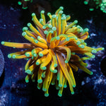 Inferno Torch Euphyllia Coral with flowing tentacles in reef aquarium