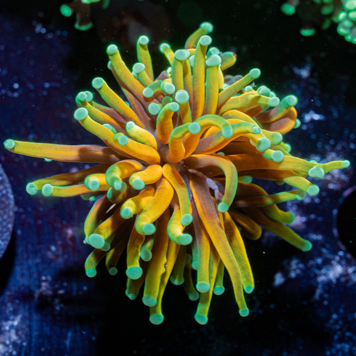 Inferno Torch Euphyllia Coral with flowing tentacles in reef aquarium