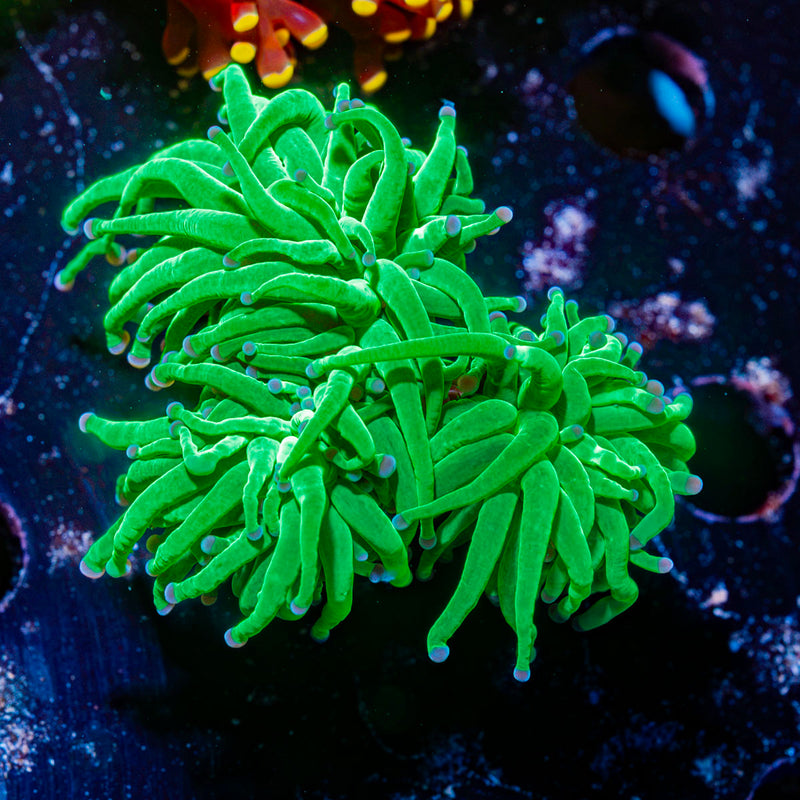 Todds Torch Euphyllia Coral with flowing tentacles in reef aquarium