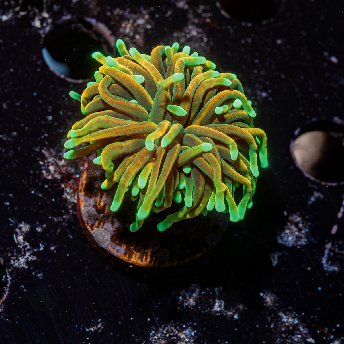21 Tails Torch Euphyllia Coral with flowing tentacles in reef aquarium
