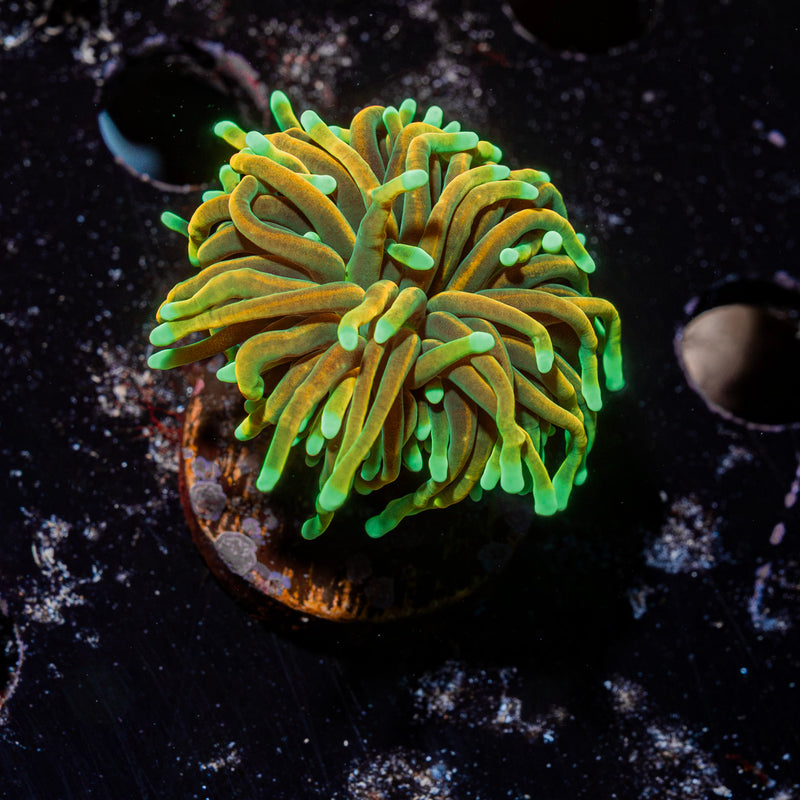 21 Tails Torch Euphyllia Coral with flowing tentacles in reef aquarium
