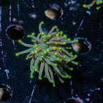 Black Panther Torch Euphyllia Coral with flowing tentacles in reef aquarium