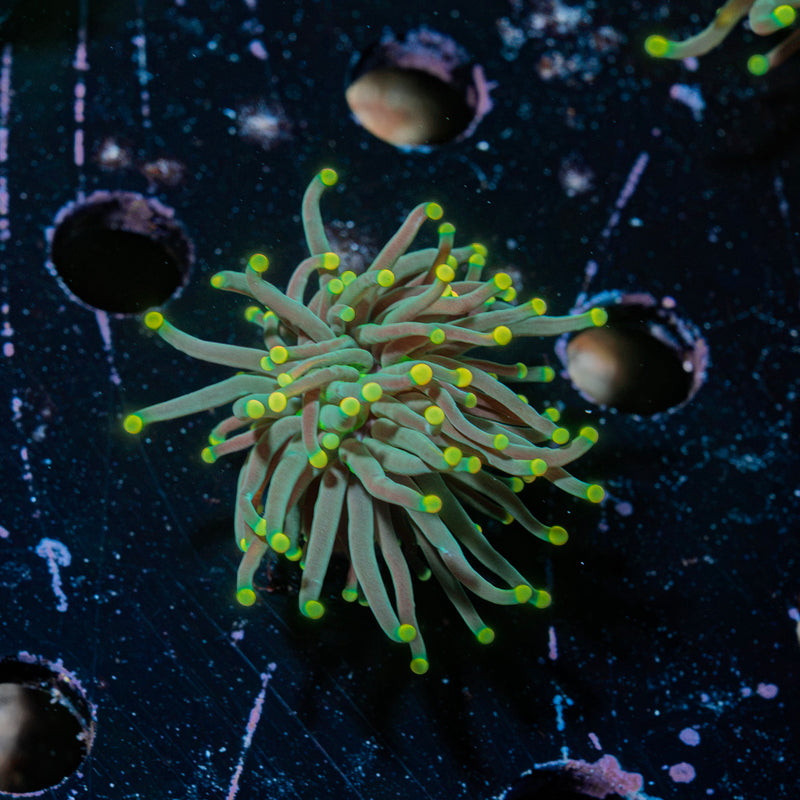 Black Panther Torch Euphyllia Coral with flowing tentacles in reef aquarium