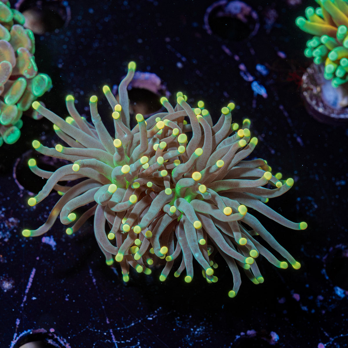 Black Panther Torch Euphyllia Coral with flowing tentacles in reef aquarium