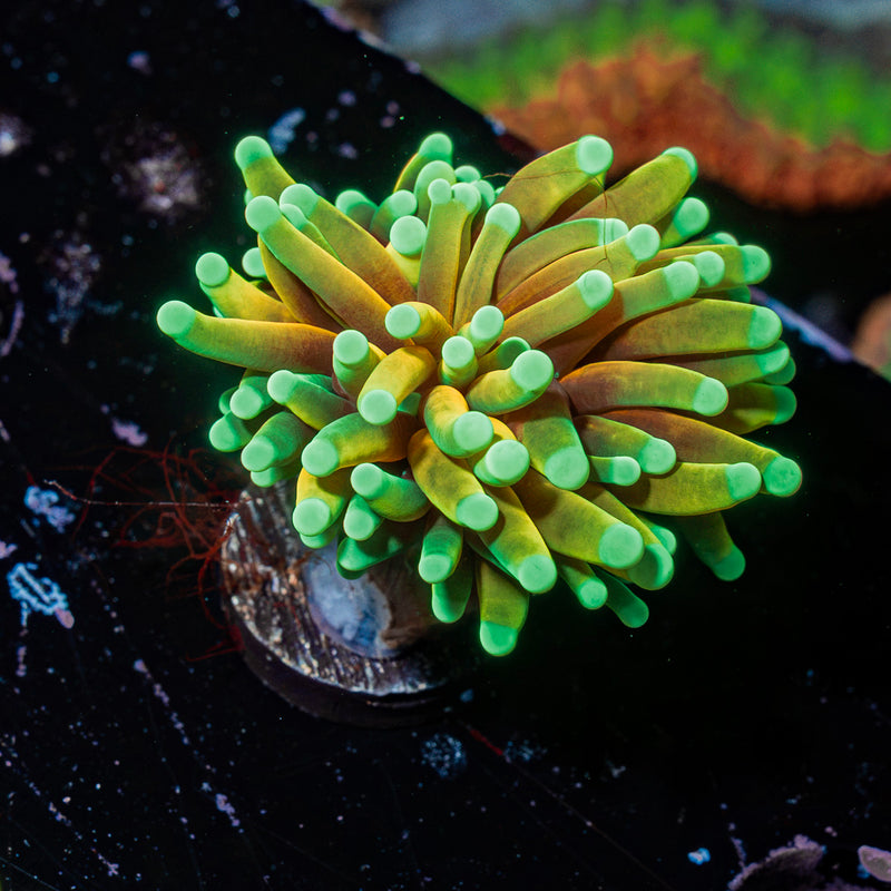 Inferno Torch Euphyllia Coral with flowing tentacles in reef aquarium
