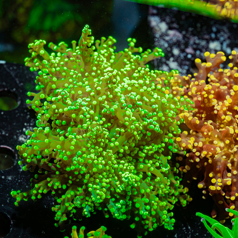 Neon Green FrogSpawn Coral with branching fleshy heads in reef aquarium