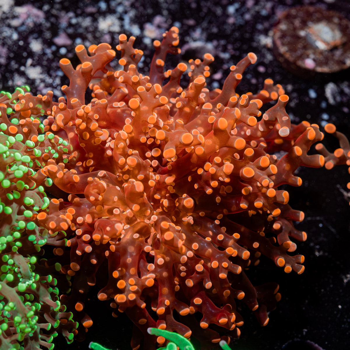 Peach Frogspawn Coral with branching fleshy heads in reef aquarium