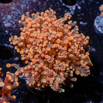 Peach Frogspawn Coral with branching fleshy heads in reef aquarium