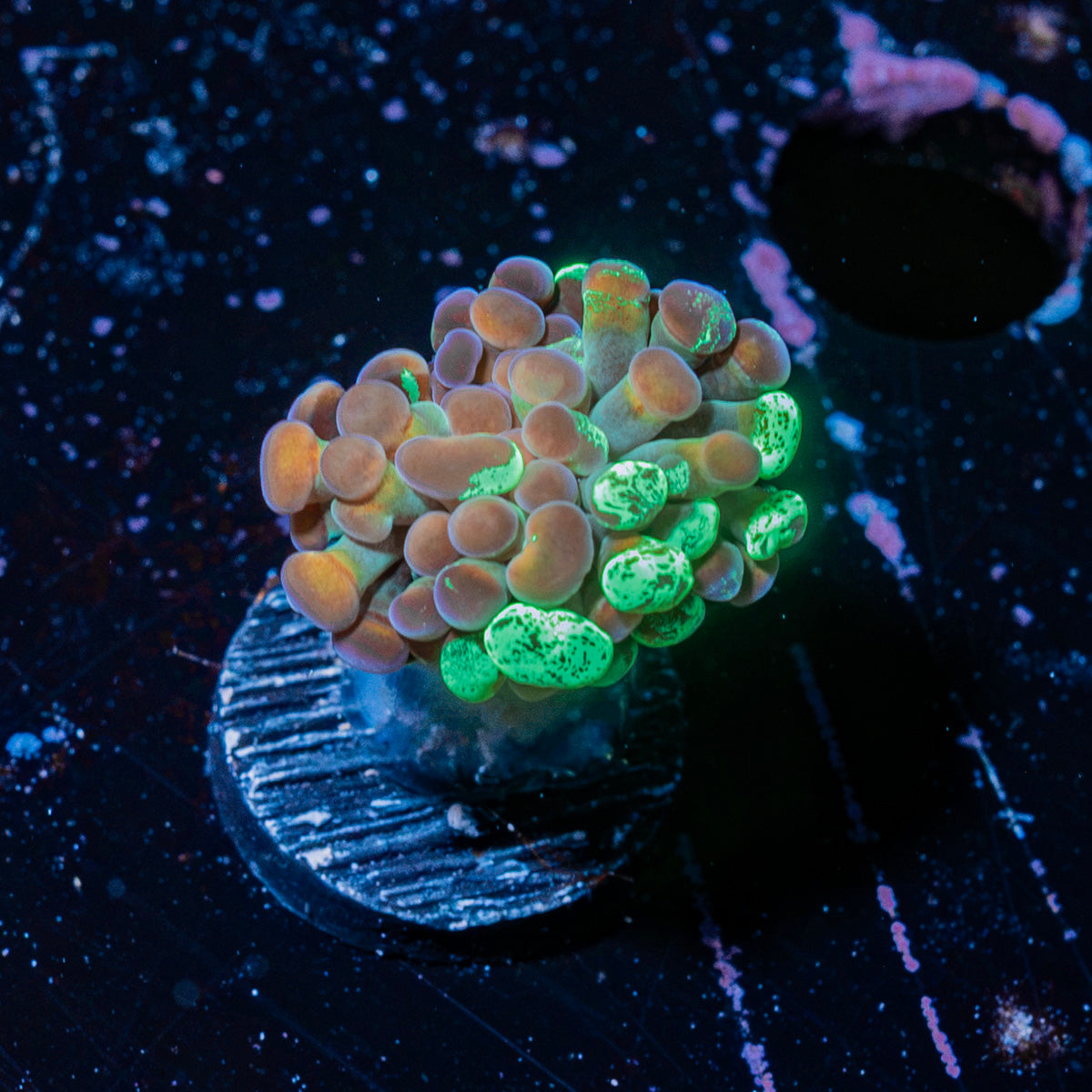 Sick And Twisted Hammer Euphyllia Coral with branching fleshy heads in reef aquarium