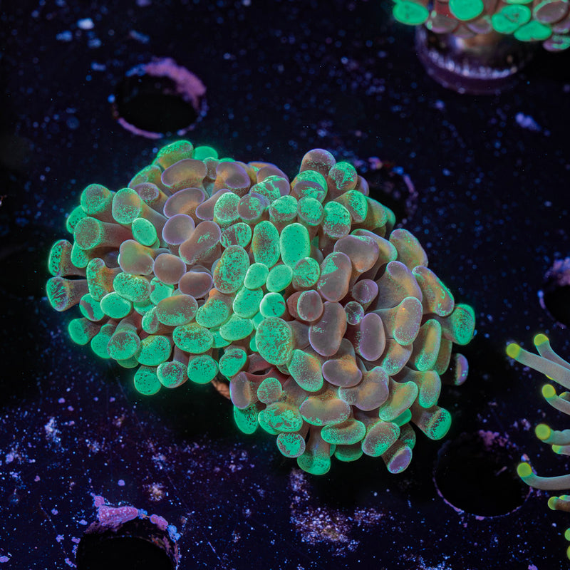 Sick And Twisted Hammer Euphyllia Coral with branching fleshy heads in reef aquarium