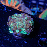 Splatter Hammer Coral with branching fleshy heads in reef aquarium