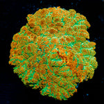 Tequila Sunrise Mushroom Coral with orange and yellow mushroom disc in reef aquarium