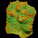 Tequila Sunrise Mushroom Coral with mushroom disc in reef aquarium