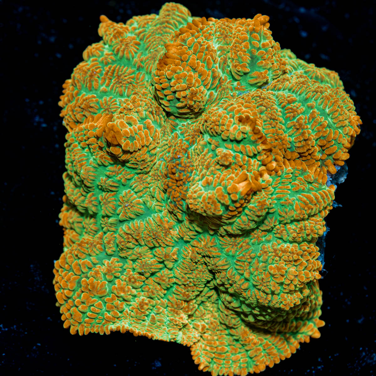 Tequila Sunrise Mushroom Coral with mushroom disc in reef aquarium