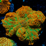 Tequila Sunrise Mushroom Coral with orange and yellow mushroom disc in reef aquarium