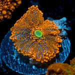 SunRise Yuma Mushroom Coral with orange mushroom disc in reef aquarium