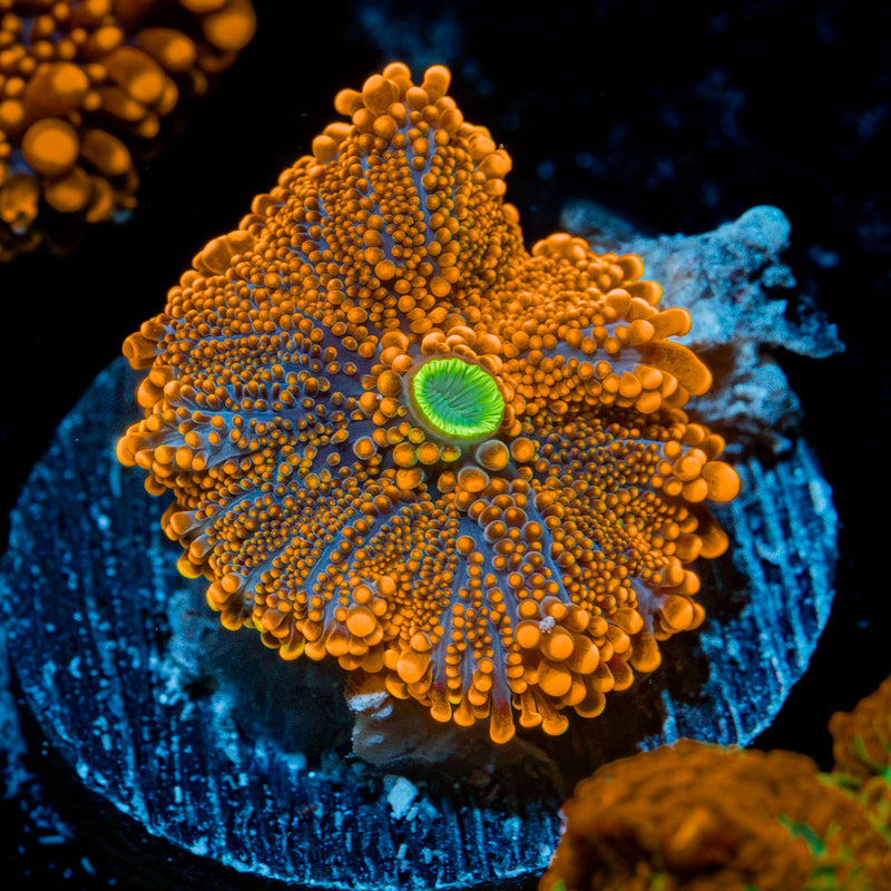SunRise Yuma Mushroom Coral with orange mushroom disc in reef aquarium