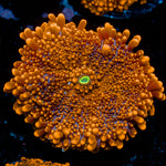 SunRise Yuma Mushroom Coral with distinctive mushroom disc in reef aquarium