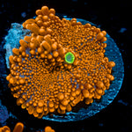 SunRise Yuma Mushroom Coral with orange mushroom disc in reef aquarium