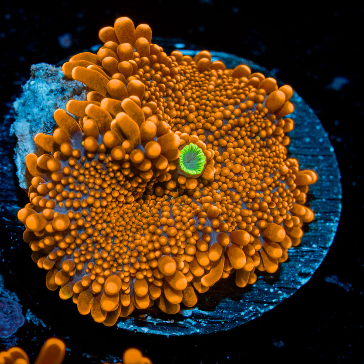 SunRise Yuma Mushroom Coral with orange mushroom disc in reef aquarium