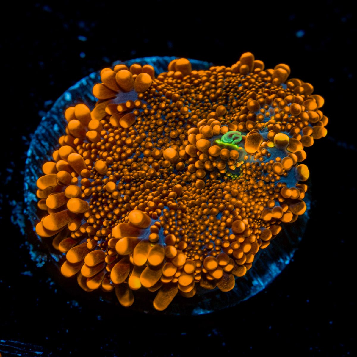 SunRise Yuma Mushroom Coral with mushroom disc in reef aquarium