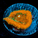 Small Orange Umbrella Mushroom Coral with mushroom disc in reef aquarium