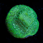 Thin Mint Pavona Coral with encrusting growth in reef aquarium