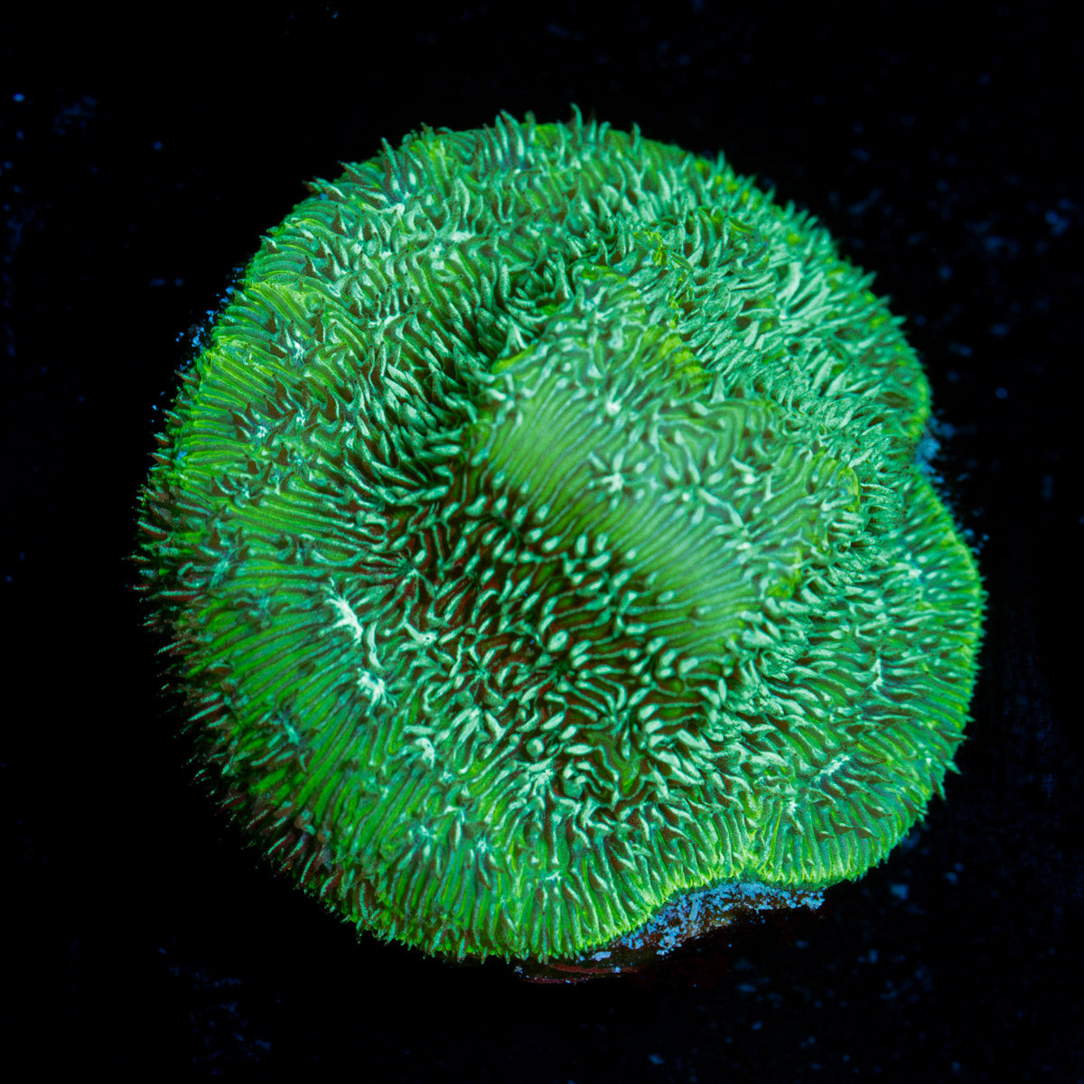 Thin Mint Pavona Coral with encrusting growth in reef aquarium