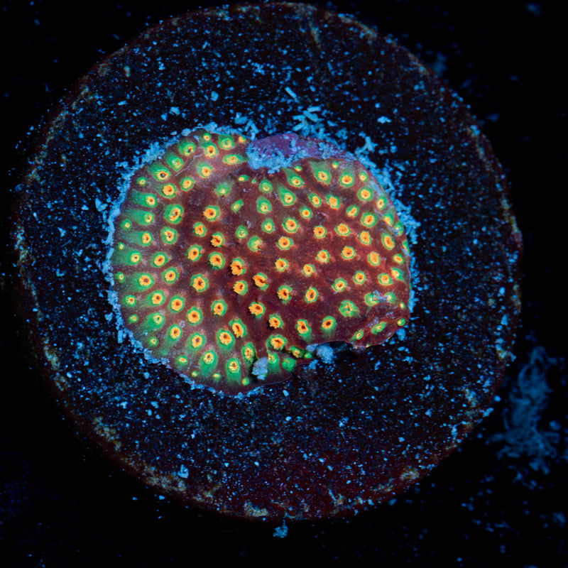 Loony Toons Stylocoeniella Coral with encrusting growth in reef aquarium