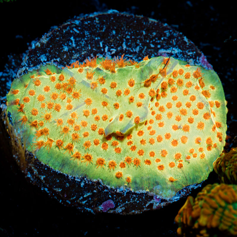 Burning Banana Stylocoeniella Coral with encrusting growth in reef aquarium