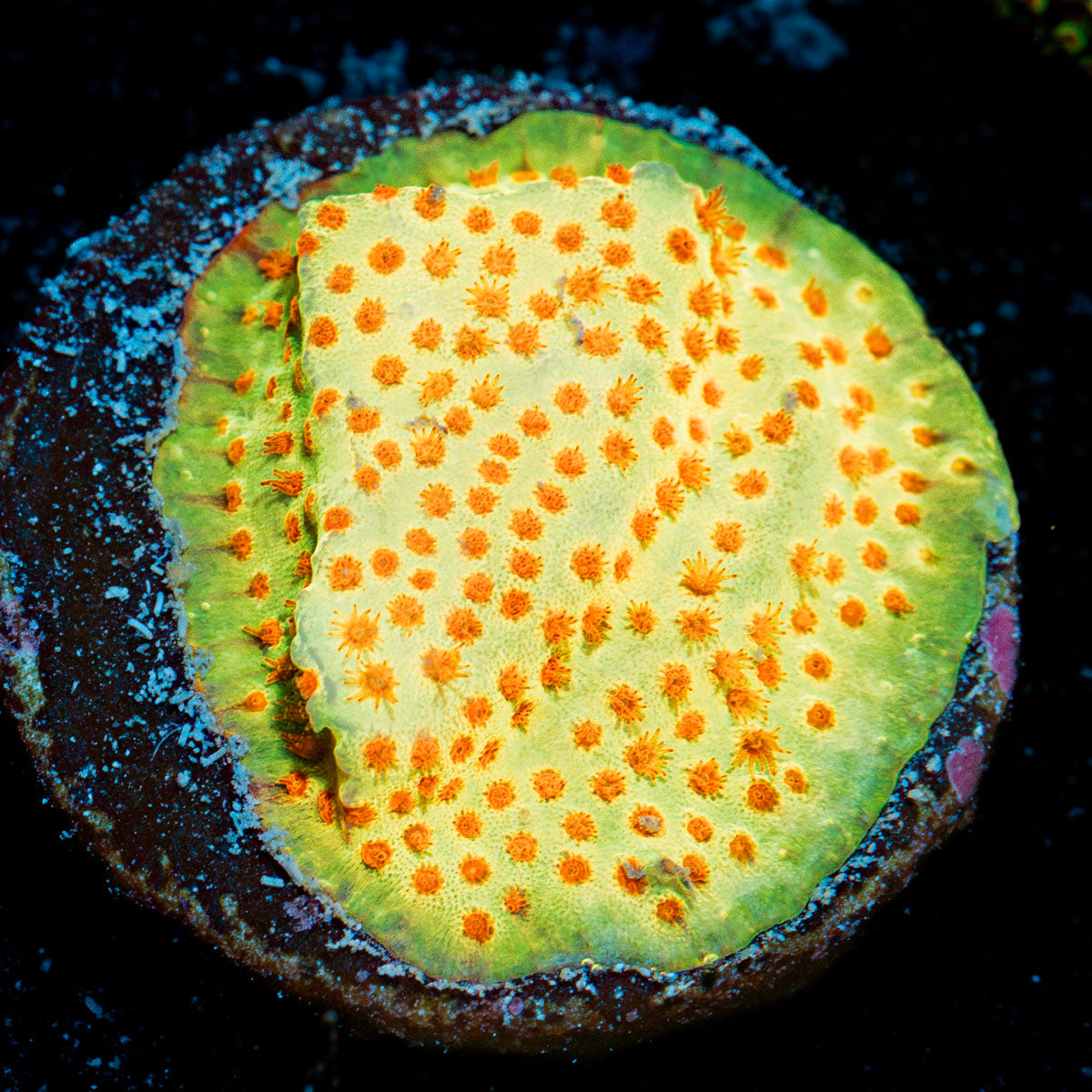 Burning Banana Stylocoeniella Coral with encrusting growth in reef aquarium