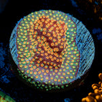 Loony Toons Stylocoeniella Coral with encrusting growth in reef aquarium