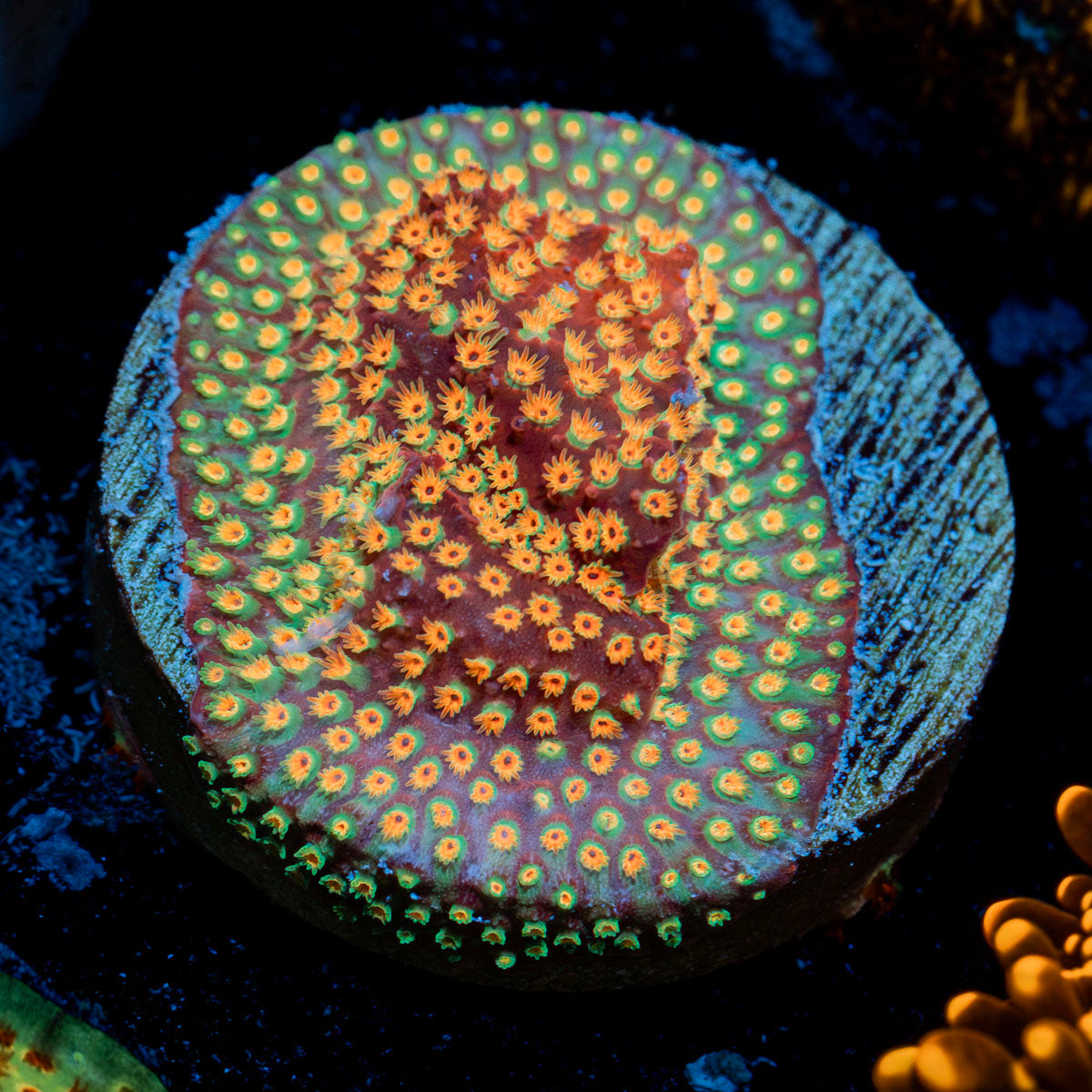 Loony Toons Stylocoeniella Coral with encrusting growth in reef aquarium