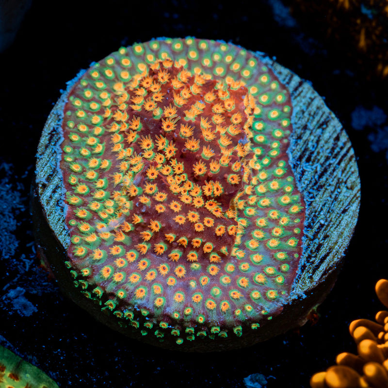 Loony Toons Stylocoeniella Coral with encrusting growth in reef aquarium