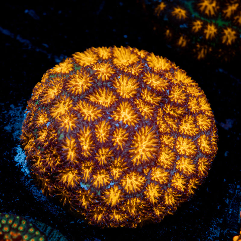John Deere Lepto Coral with encrusting growth in reef aquarium