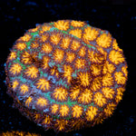 John Deere Lepto Coral with encrusting growth in reef aquarium