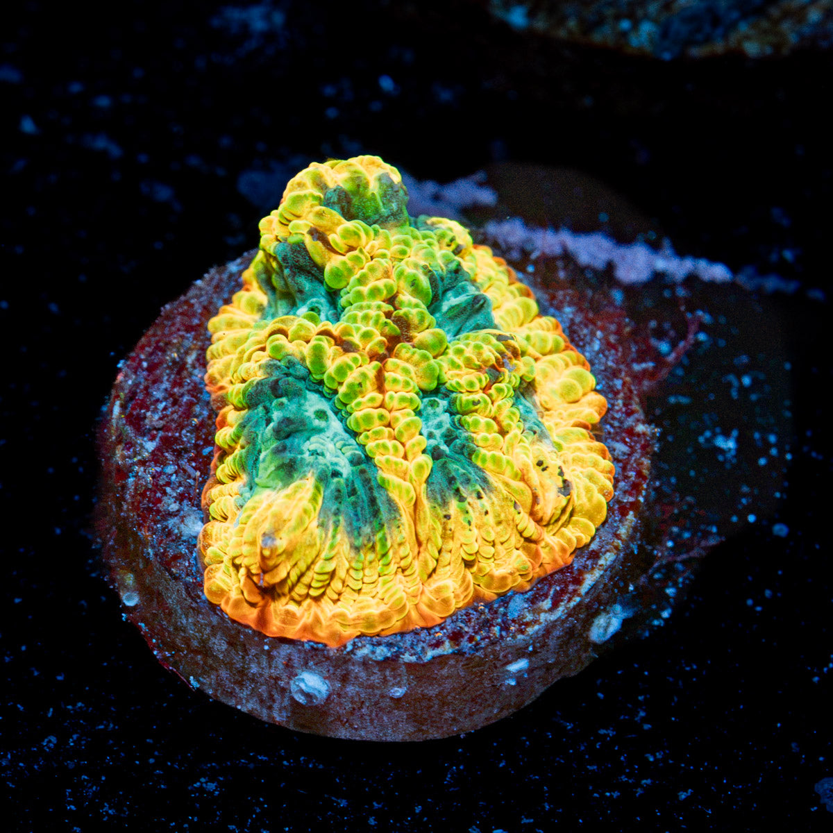 Favia Of the Gods Coral with encrusting growth in reef aquarium