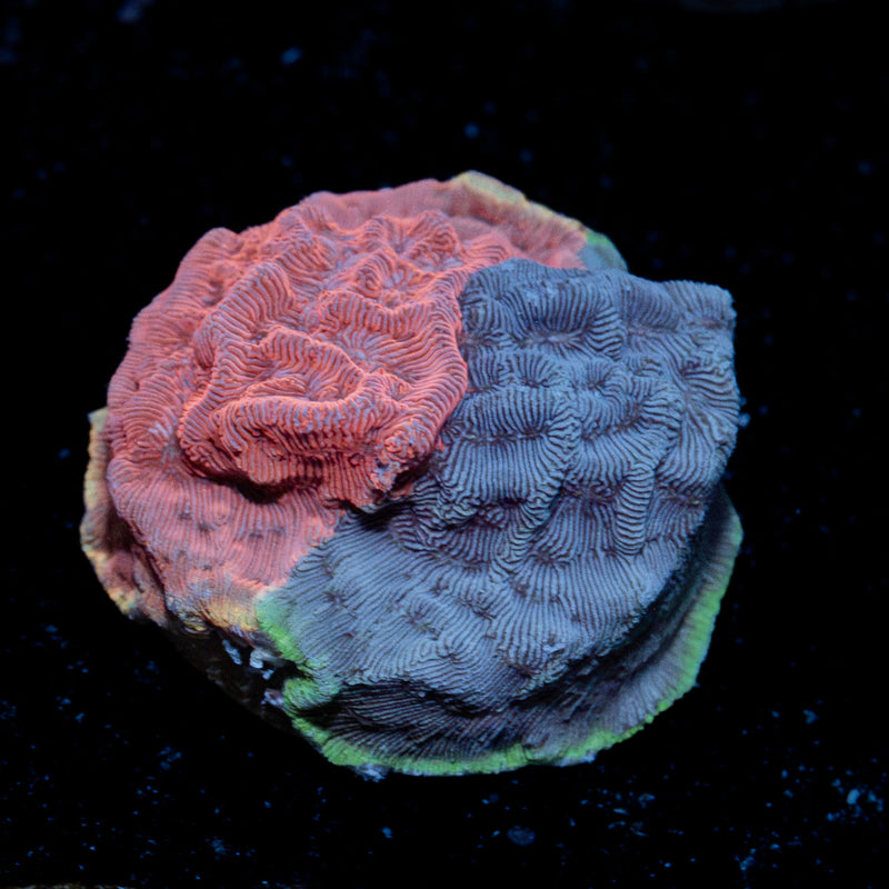 WWC Grafted Flamingo Leptoseris Coral encrusting growth in reef aquarium