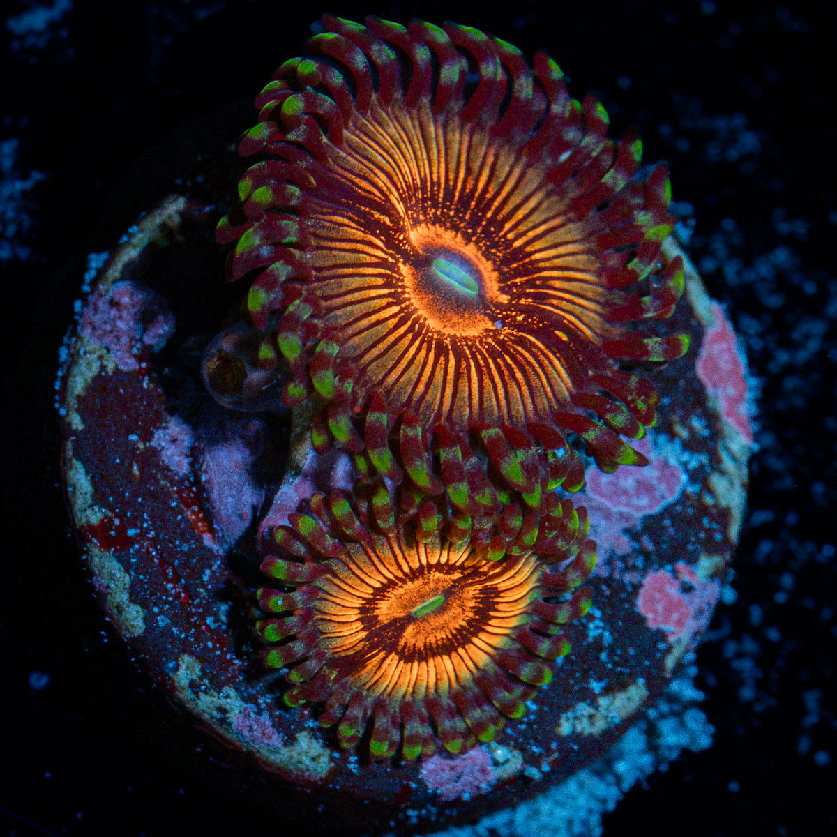 Fruit Ninja Zoanthid Coral colony growth in reef aquarium