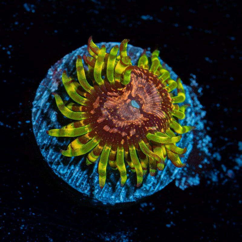 Purple Monsters Zoanthid Coral with colony growth in reef aquarium