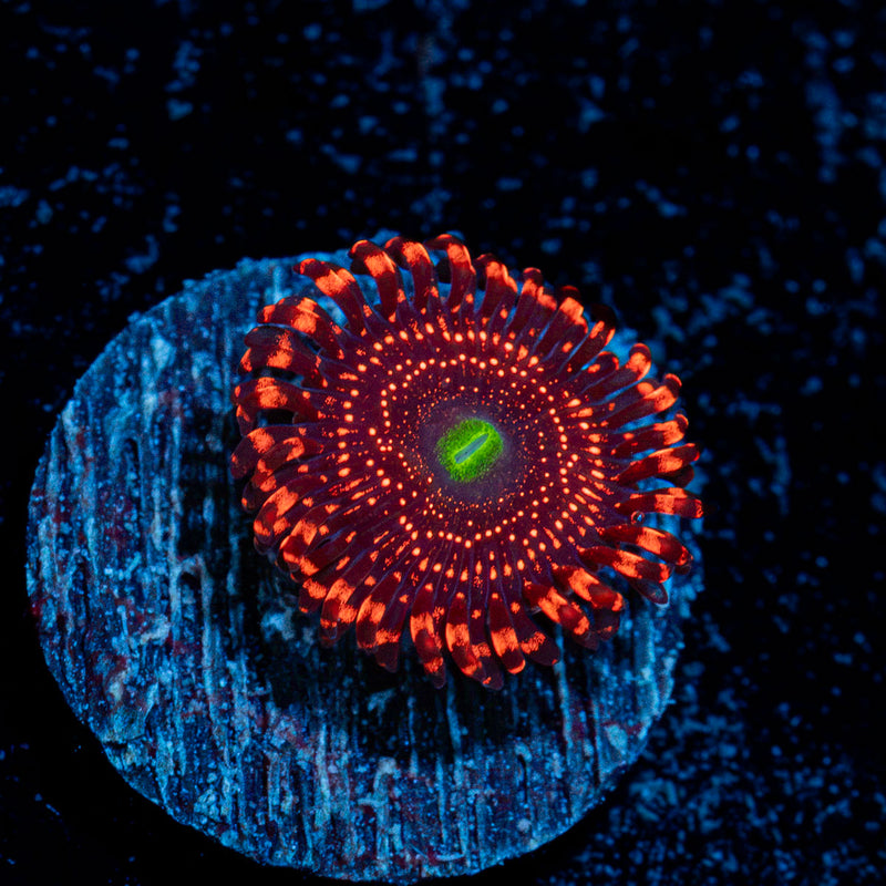 Illumitties Zoanthid Coral with colony growth in reef aquarium