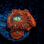 Dark Magicians Zoanthid Coral with colony growth in reef aquarium