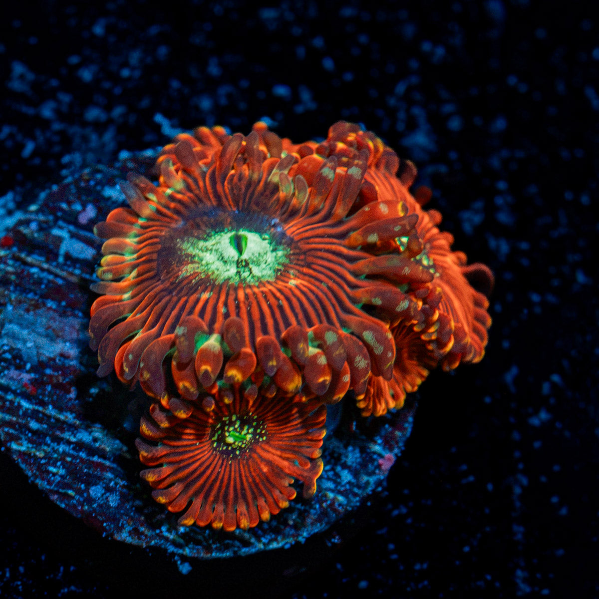 Dark Magicians Zoanthid Coral with colony growth in reef aquarium